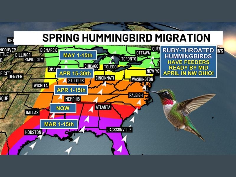 Texas, Louisiana, Mississippi, Alabama, Georgia, Florida, Tennessee, And More See Early Hummingbird Migration Surge as Drought Raises Urgency for Feeders