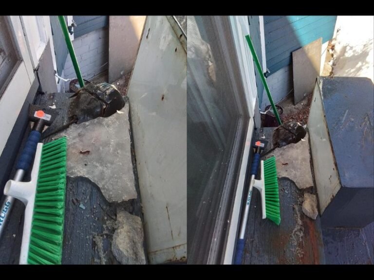 Vermont Resident Finds Frozen Horseshoe Crab on Porch Under Ice and Snow, Leaving Locals Wondering How Ocean Creature Got There