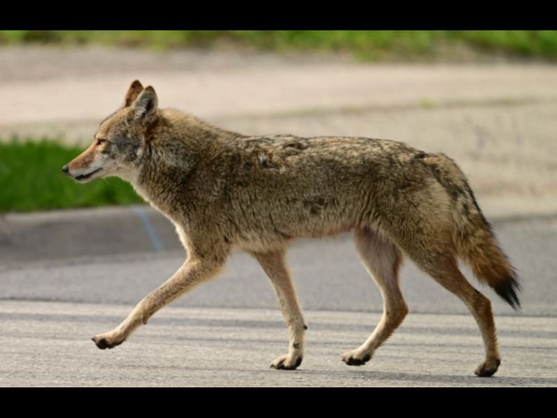 Carson California Residents Report Aggressive Coyotes Forcing USPS to Halt Mail Delivery in Neighborhood, Raising Safety Concerns