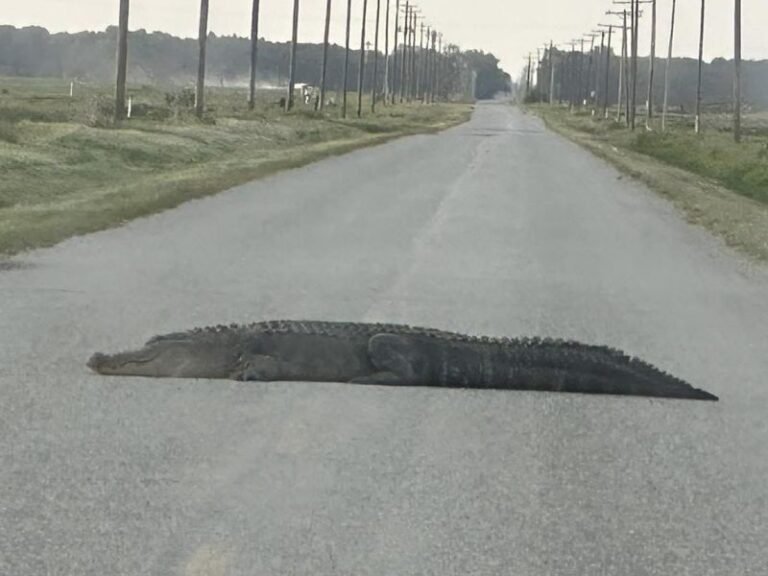 Massive Alligator Blocks Rural Arkansas Road in Tichnor as Drivers Stunned by Unexpected Crossing in Arkansas County