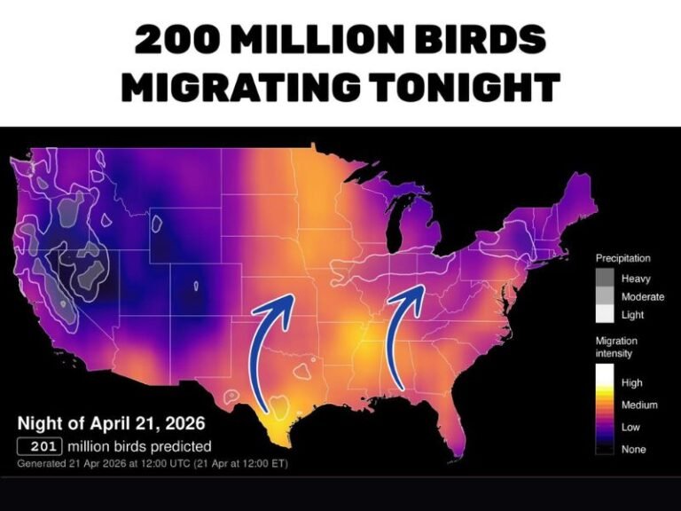 Peak Spring Bird Migration Sends 201 Million Birds Northward Across Arkansas and the Central United States Tonight April 21