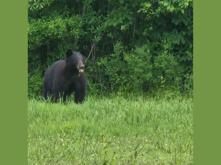 Black Bear Spotted in Polk County, Arkansas Backyard as Increased Bear Activity Captured on Game Cameras Signals Spring Movement Across the State