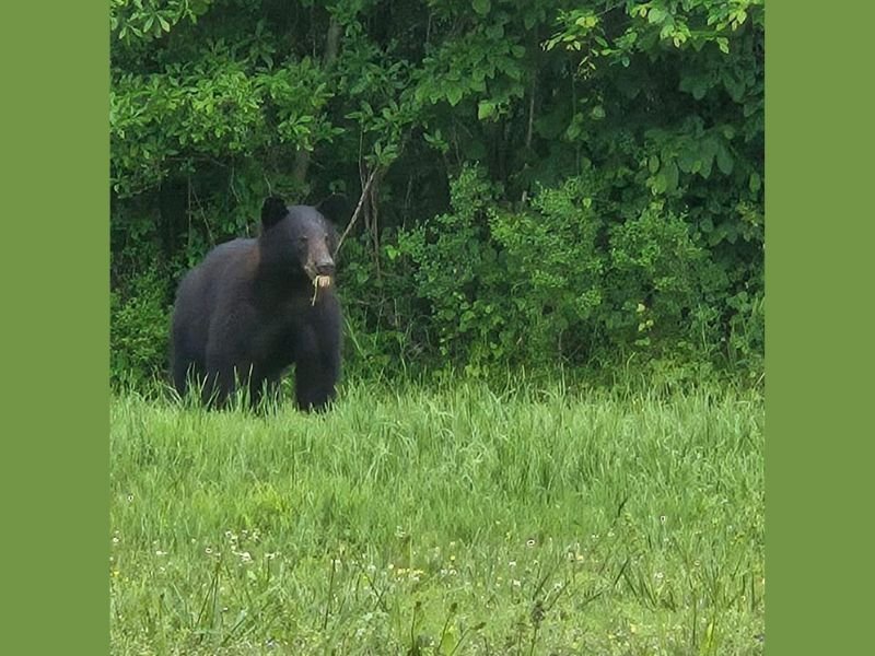 Black Bear Spotted in Polk County, Arkansas Backyard as Increased Bear Activity Captured on Game Cameras Signals Spring Movement Across the State