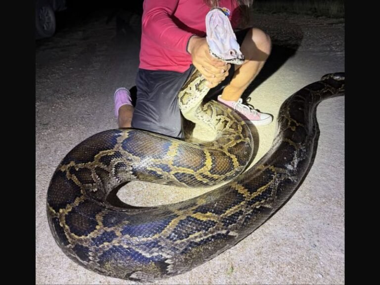 Nearly 18 Foot Burmese Python Captured in Florida Everglades Highlighting Growing Invasive Species Crisis Threatening Native Wildlife Across the Region