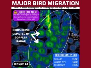 Over 470 Million Birds Migrating North Across the United States on the Night of May 14 2026 With Doppler Radar Capturing Massive Movement and Lights Out Alert Issued Nationwide