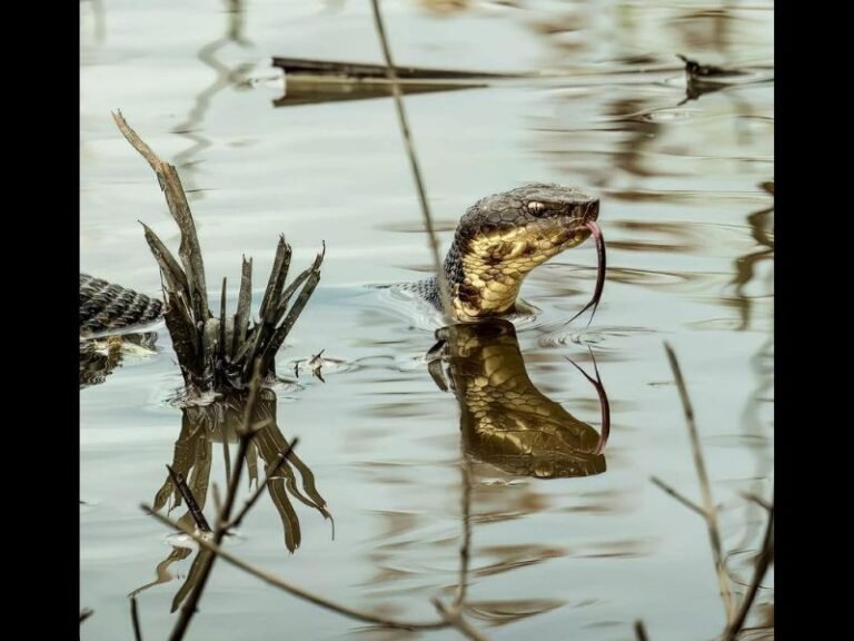 Snake Activity Surges Across Crawford County as Warming Spring Temperatures Drive Increased Movement Into Waterways and Open Landscapes