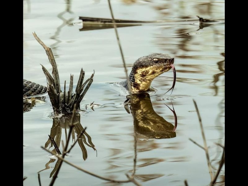 Snake Activity Surges Across Crawford County as Warming Spring Temperatures Drive Increased Movement Into Waterways and Open Landscapes