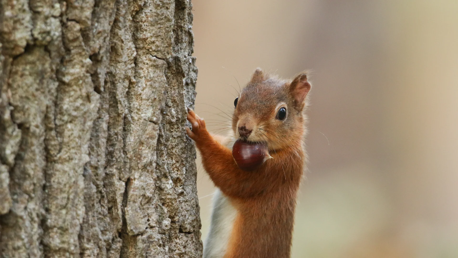 Squirrels Are Deliberate Liars and Scientists Have the Proof as America's Most Common Backyard Animal Runs a Sophisticated Deception Operation