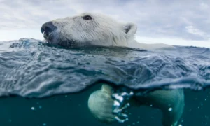 Polar Bears Confirmed Using Ice and Rocks as Weapons to Kill Walruses Validating 200 Years of Inuit Knowledge Scientists Once Dismissed as Myth