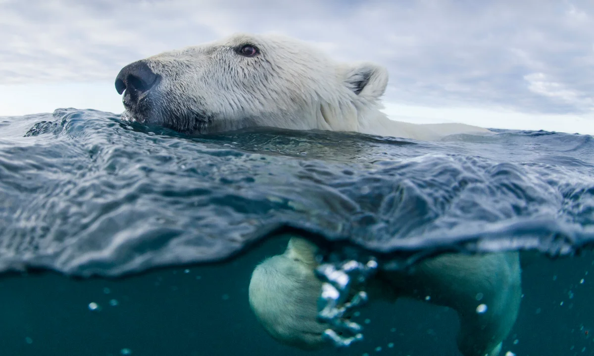 Polar Bears Confirmed Using Ice and Rocks as Weapons to Kill Walruses Validating 200 Years of Inuit Knowledge Scientists Once Dismissed as Myth
