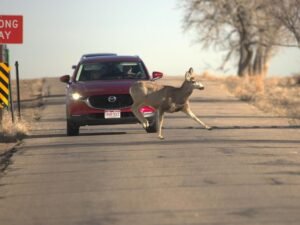Yale Study Reveals American Wildlife Actively Watches and Responds to Humans With Two Thirds of Species Dramatically Changing Behavior Due to Human Presence Alone
