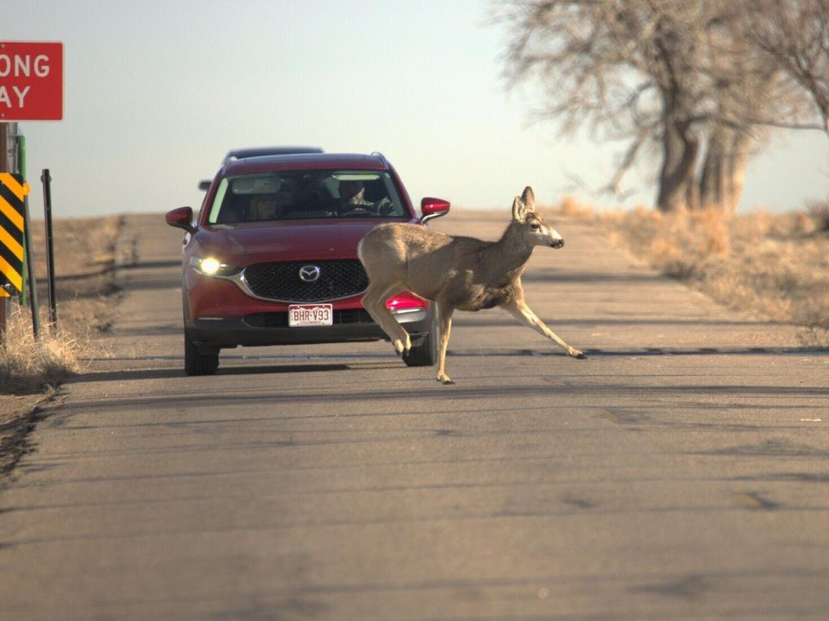 Yale Study Reveals American Wildlife Actively Watches and Responds to Humans With Two Thirds of Species Dramatically Changing Behavior Due to Human Presence Alone