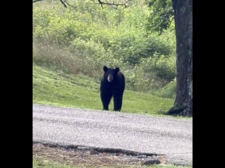 Abnormal Black Bear Activity Reported at Queen Wilhelmina State Park Arkansas With Over 7 Sightings in One Month Prompting Visitor Safety Alert