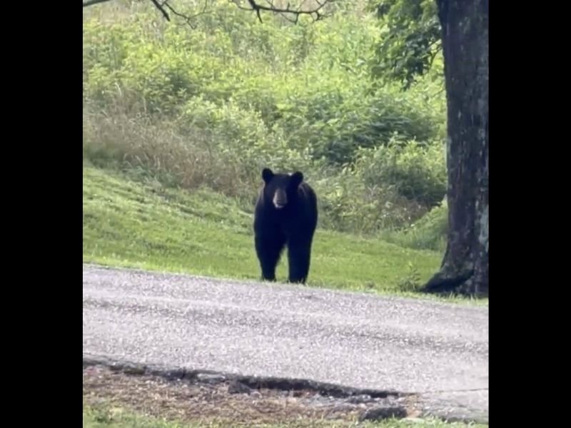 Abnormal Black Bear Activity Reported at Queen Wilhelmina State Park Arkansas With Over 7 Sightings in One Month Prompting Visitor Safety Alert