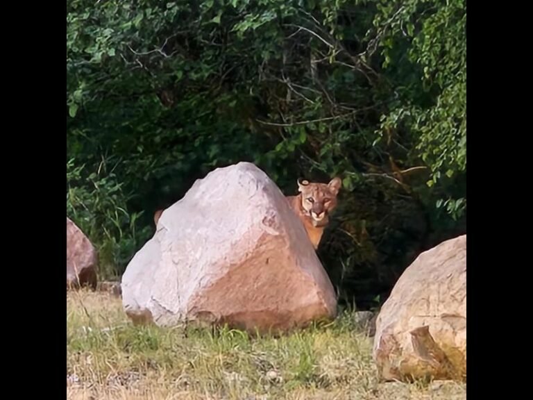 Orphaned and Rehabilitated Mountain Lion F29 Returns to Mount Shasta California Prompting Capture and Relocation Effort by Wildlife Officials