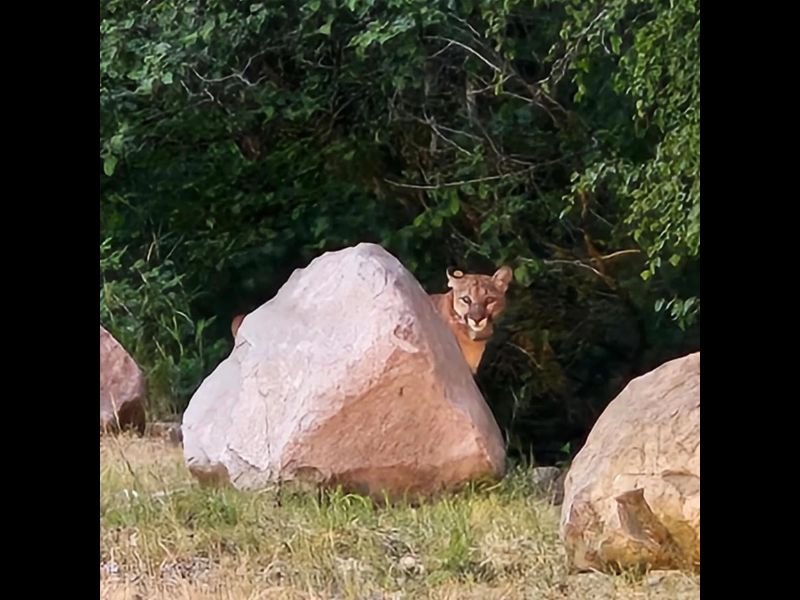Orphaned and Rehabilitated Mountain Lion F29 Returns to Mount Shasta California Prompting Capture and Relocation Effort by Wildlife Officials