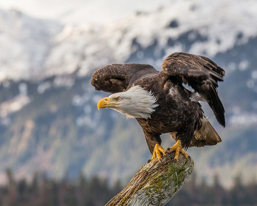Arizona Bald Eagles Defy Nature by Migrating North in Summer Instead of South Stunning Scientists and Rewriting Everything Known About Americas National Bird