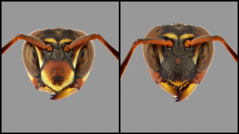 Paper Wasps Can Recognize and Remember Individual Human Faces Using the Same Brain Process as Humans Despite Having a Brain Smaller Than a Grain of Rice